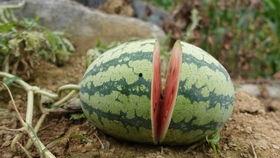 棚瓜炒什么吃,美味佳肴任你享