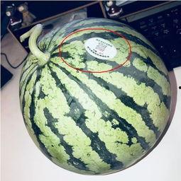 静安网红吃瓜,揭秘幕后故事与热门话题