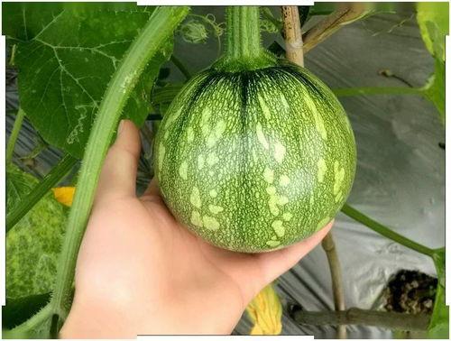 _小郑吃瓜,小郑的瓜田奇遇记