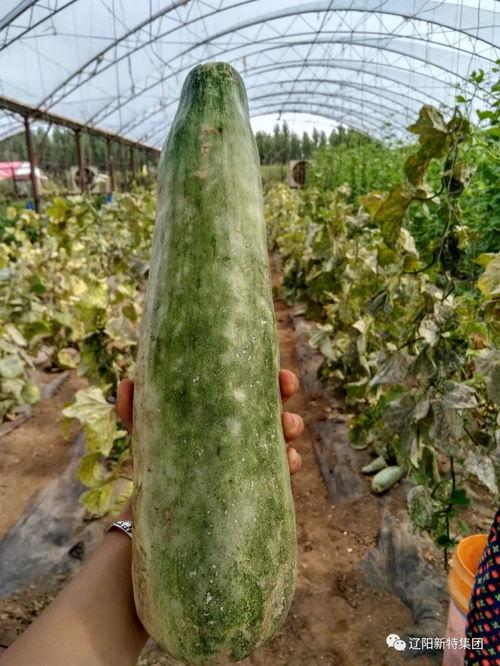 带你吃瓜病,网络流行语的背后故事