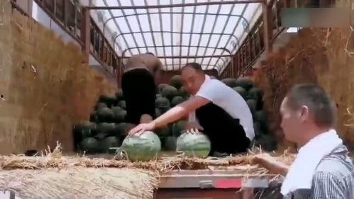 村民吃瓜现场视频大全,欢乐瞬间，尽收眼底